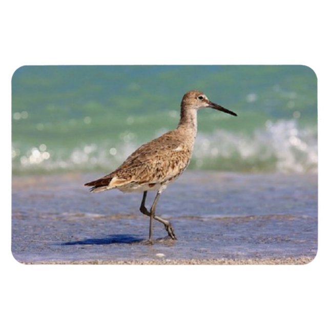 Young Curlew Shorebird on Florida Beach Magnet (Horizontal)