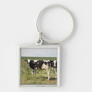 Young Dairy Cattle In Pasture Key Ring