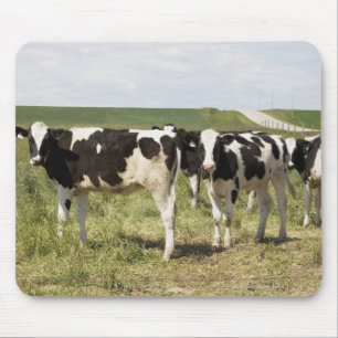 Young Dairy Cattle In Pasture Mouse Mat