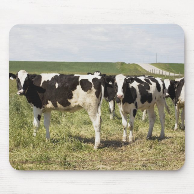 Young Dairy Cattle In Pasture Mouse Mat (Front)