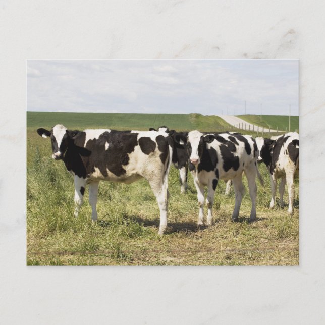 Young Dairy Cattle In Pasture Postcard (Front)