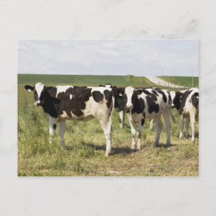 Young Dairy Cattle In Pasture Postcard