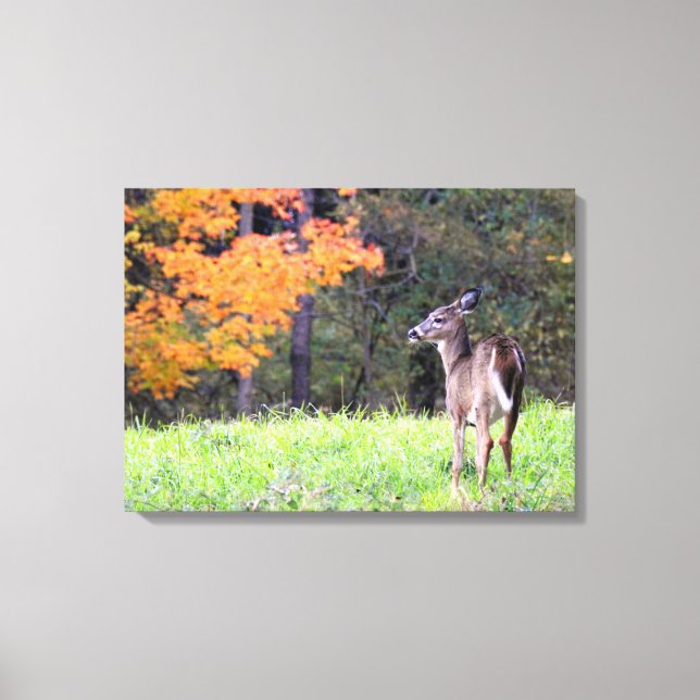 Young Deer in Autumn Canvas Print (Front)