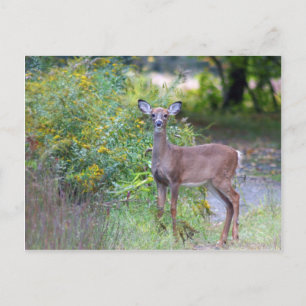 Young Deer Postcard