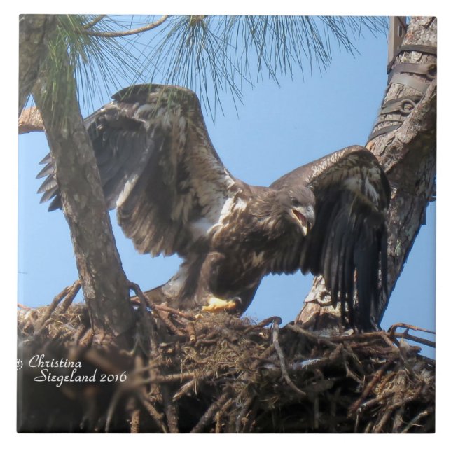 Young eagle flapping wings Spiegeland Tile (Front)