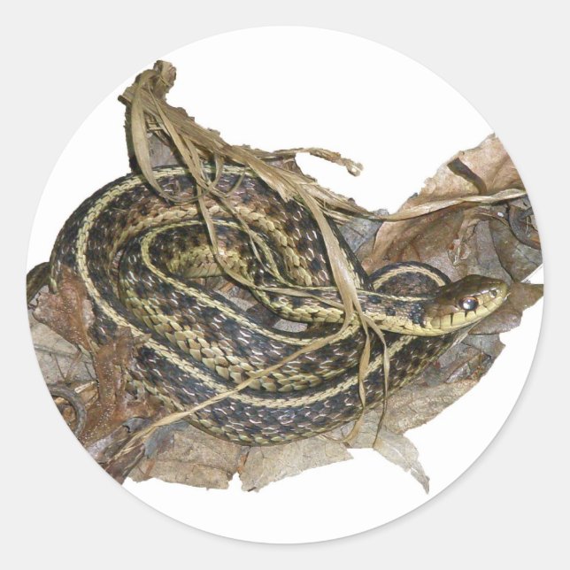 Young Eastern Garter Snake Coordinating Items Classic Round Sticker (Front)