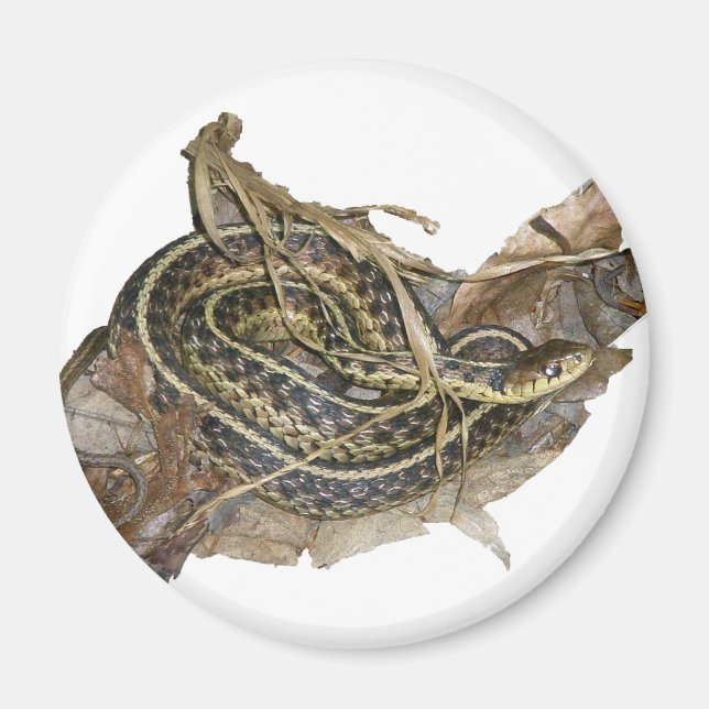 Young Eastern Garter Snake Coordinating Items Magnet (Front)