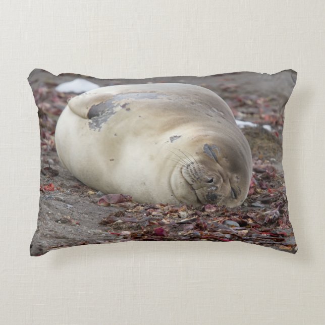 Young elephant seal decorative cushion (Front)