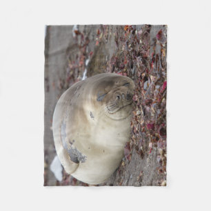 Young elephant seal fleece blanket