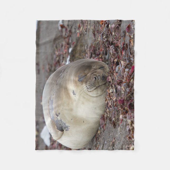 Young elephant seal fleece blanket (Front)