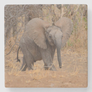 Young Elephant With Flaired Ears. Stone Coaster