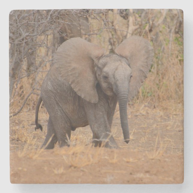 Young Elephant With Flaired Ears. Stone Coaster (Front)