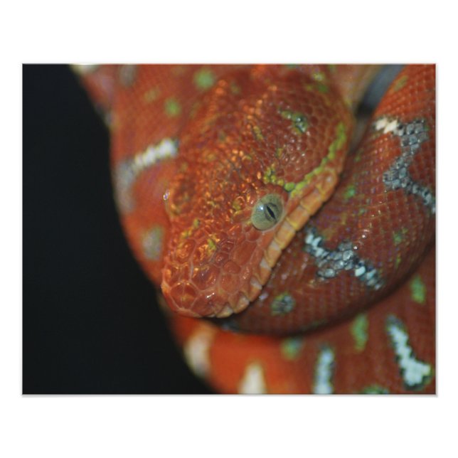 Young Emerald Tree Boa Photo Print (Front)