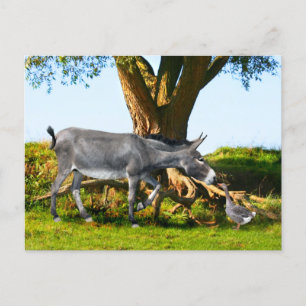 "Young Eno & Henri" Postcard