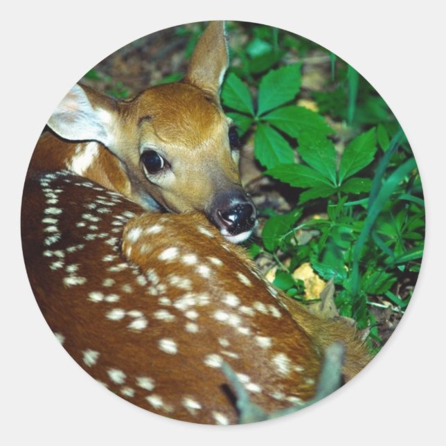 Young Fawn Classic Round Sticker (Front)