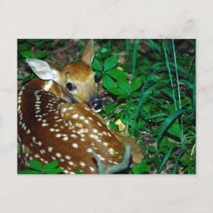 Young Fawn Postcard