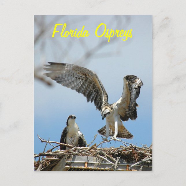 Young Florida Ospreys Postcard (Front)