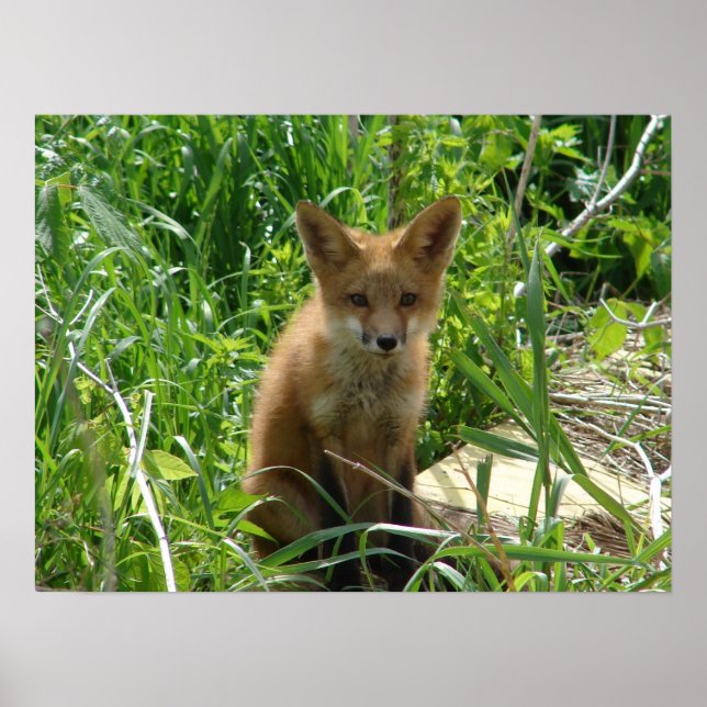 Young Fox Poster (Front)