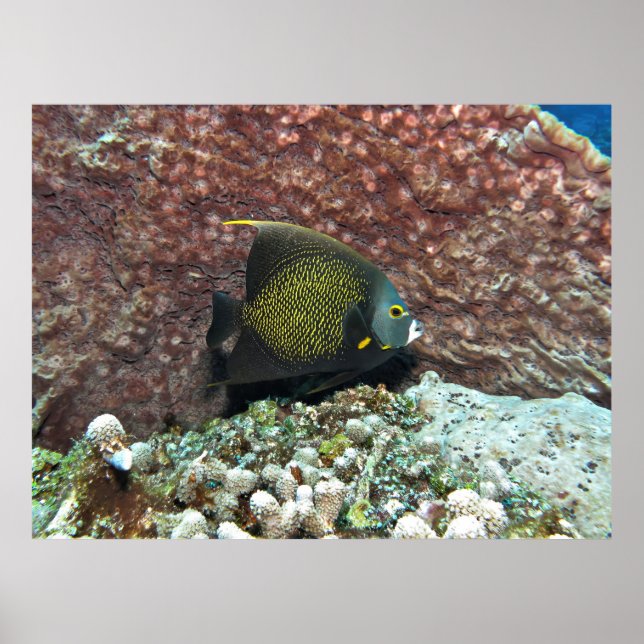 Young French Angelfish Poster (Front)