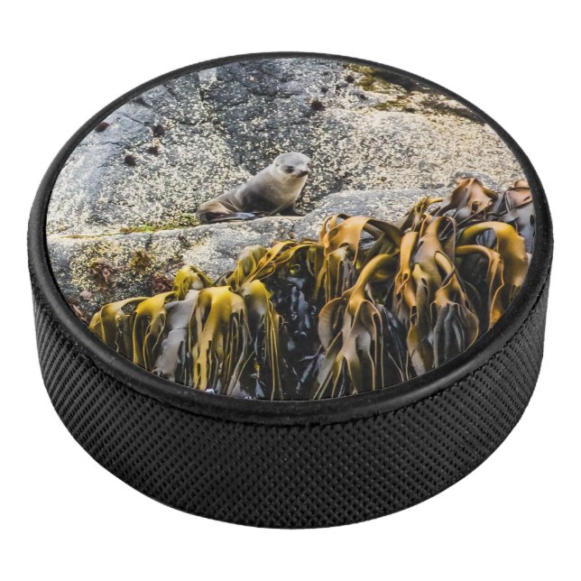 Young Fur Seal On The Rock Hockey Puck (3/4)