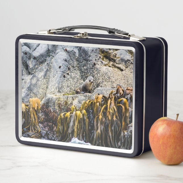 Young Fur Seal On The Rock Metal Lunch Box (In Situ)
