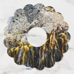 Young Fur Seal On The Rock Wine Glass Tag