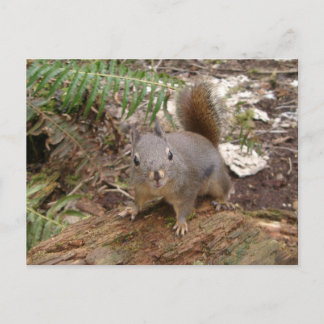 Young Fuzzy on Log Postcard