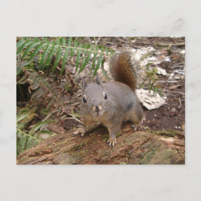 Young Fuzzy on Log Postcard (Front)