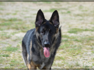 German Shepherd Doormats Welcome Mats Zazzle Co Uk