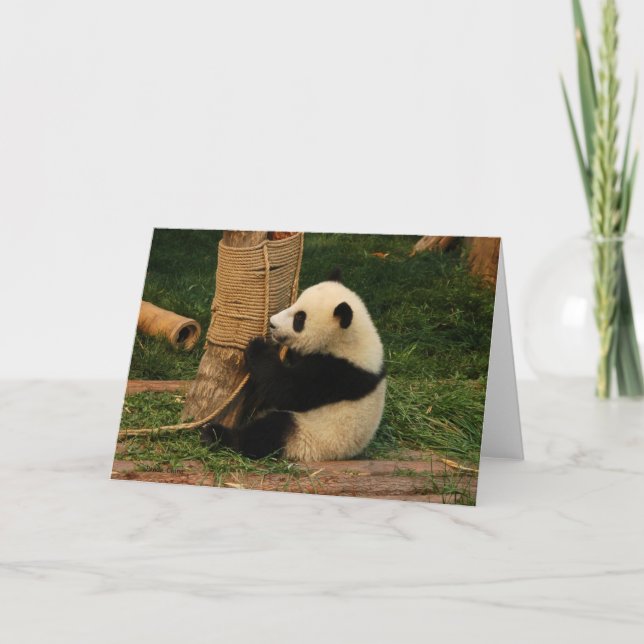 Young giant panda. Chengdu, China. Card (Front)