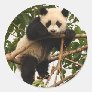 Young giant panda classic round sticker