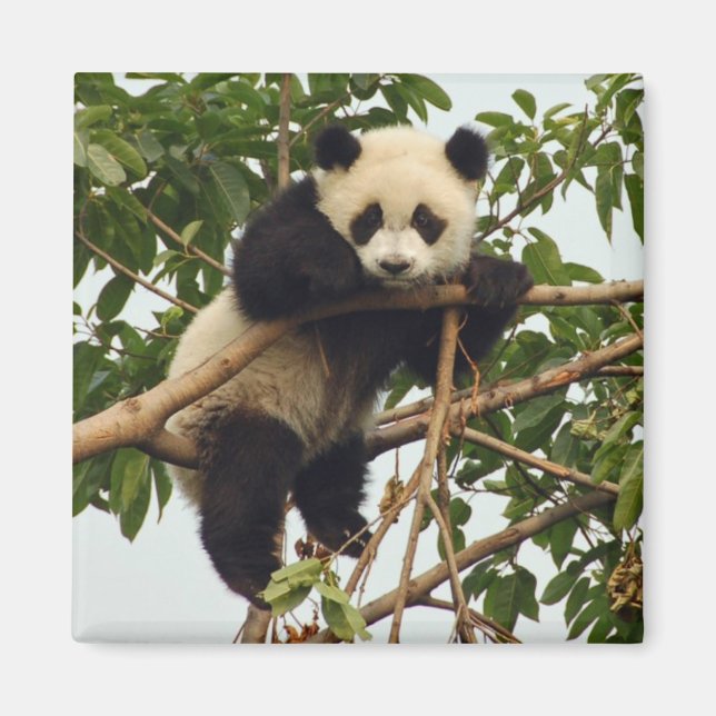 Young giant panda magnet (Front)