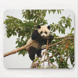 Young giant panda mouse mat