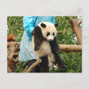 Young giant panda postcard