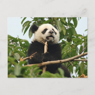 Young giant panda - postcard