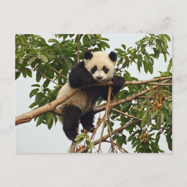 Young giant panda postcard (Front)