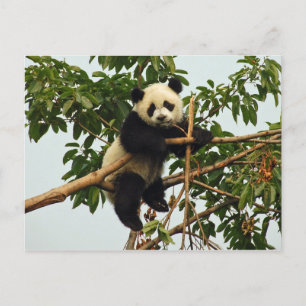 Young giant panda postcard