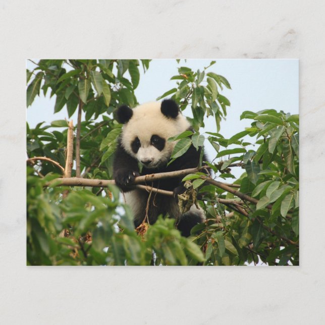 Young giant panda - postcard (Front)