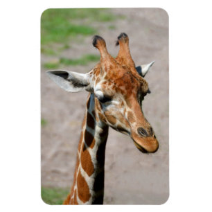Young Giraffe Magnet