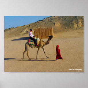 Young Girl With Camel Poster