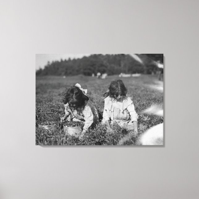 Young Girls Picking Cranberries Photograph Canvas Print (Front)