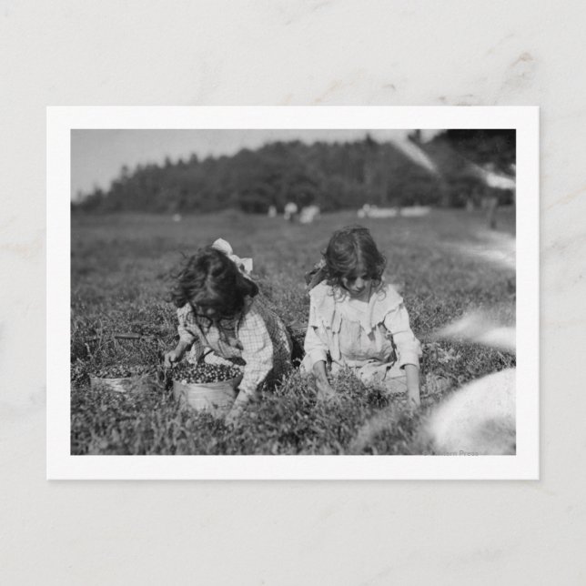 Young Girls Picking Cranberries Photograph Postcard (Front)