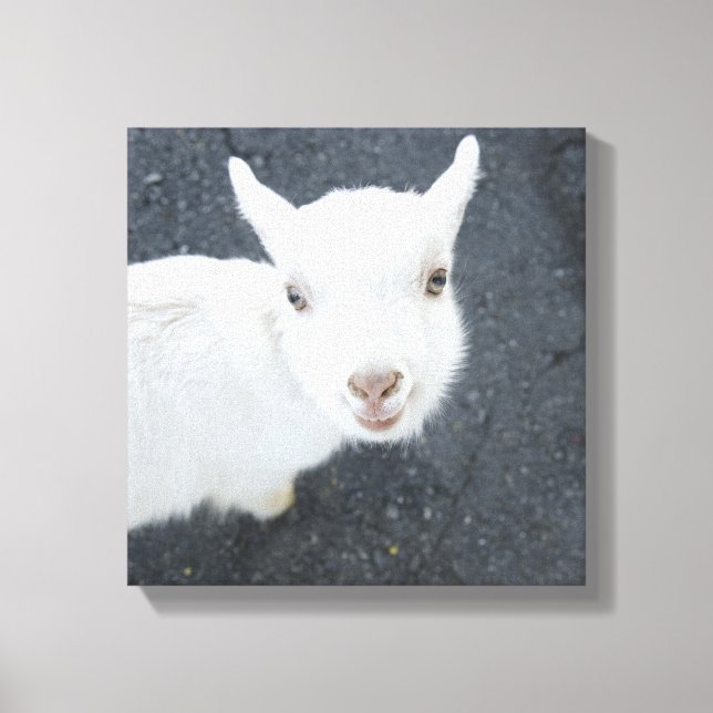 Young goat canvas print (Front)
