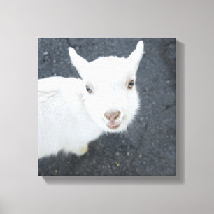 Young goat canvas print