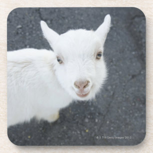 Young goat coaster