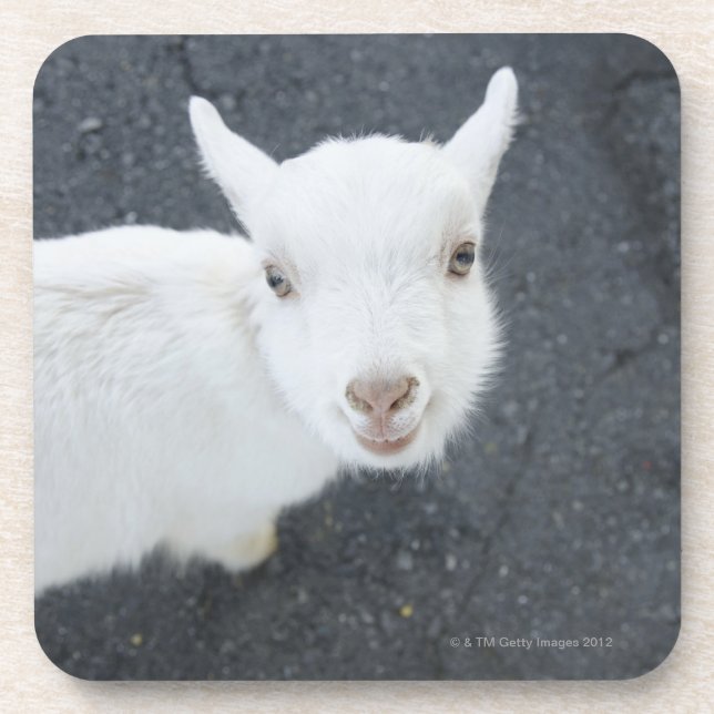 Young goat coaster (Front)