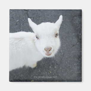Young goat magnet
