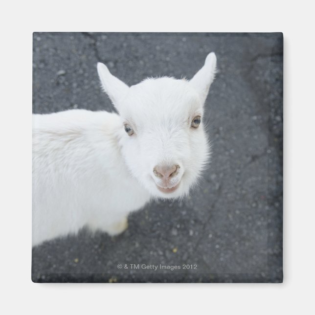Young goat magnet (Front)