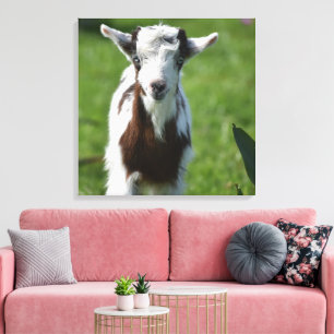 Young Goat photograph Canvas Print