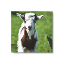 Young Goat photograph